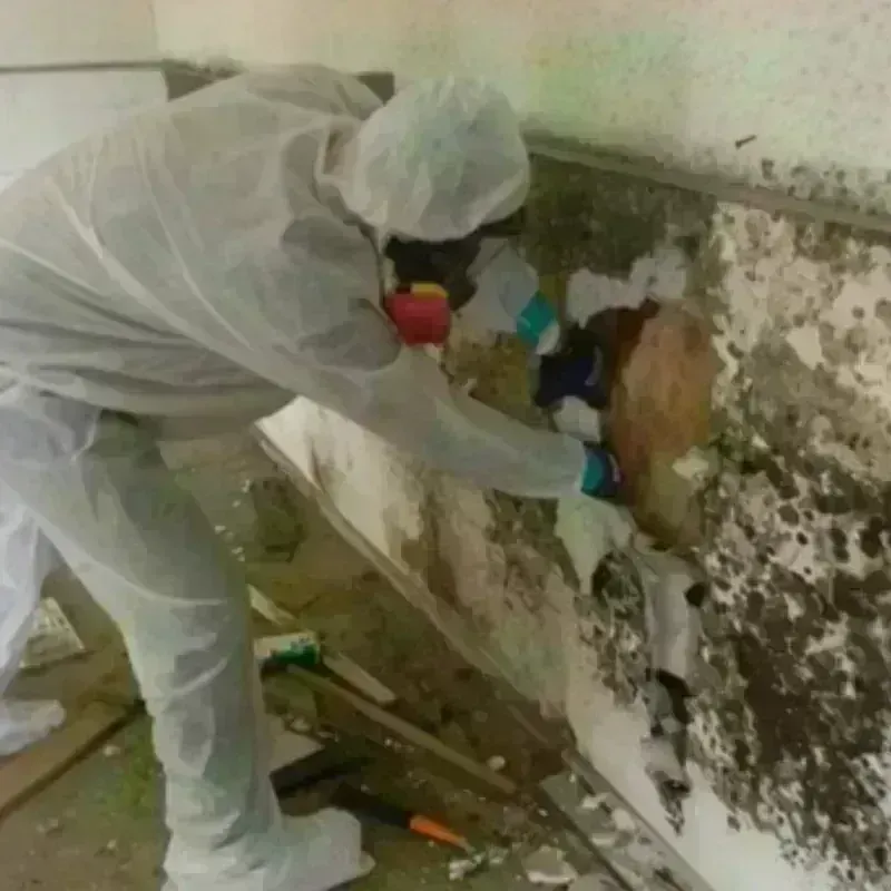 Mold Remediation and Removal in Denham Springs, LA